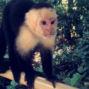 Meet your Posher, Athena